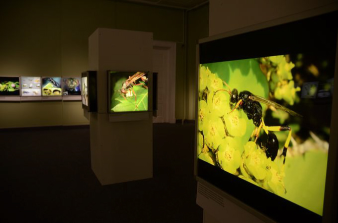 Wasp_exhibition__DSC3423